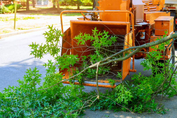 Best Palm Tree Trimming  in Whispering Pines, NC